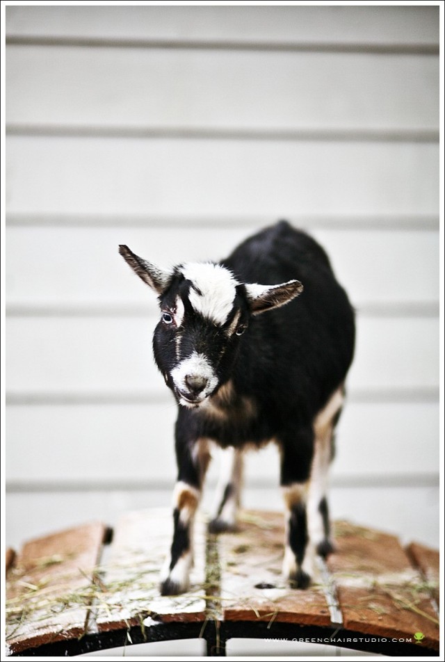 jane doe + cookie doe | goat girls in the pacific northwest by the talented, Heaven of Green Chair Studio
